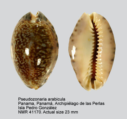 Pseudozonaria arabicula.jpg - Pseudozonaria arabicula(Lamarck,1810)